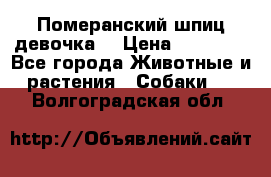 Померанский шпиц девочка  › Цена ­ 50 000 - Все города Животные и растения » Собаки   . Волгоградская обл.